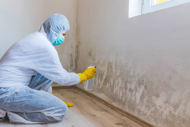 Licensed Black Mold Removal service in New Bloomfield, PA - WQB Mold Removal