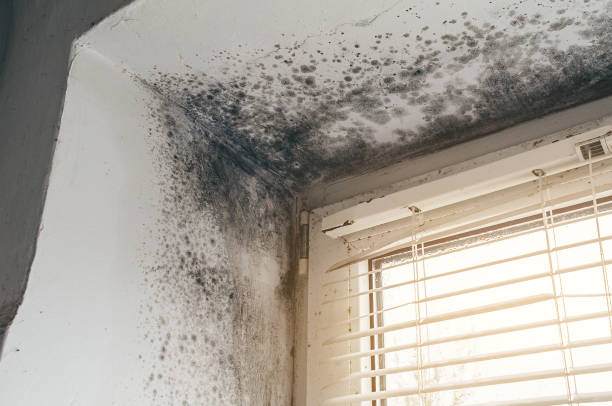 Affordable Black Mold Removal solutions in New Bloomfield, PA